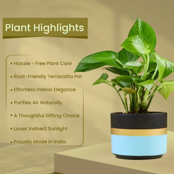 Money Plant In Blue Mist Terracotta Pot