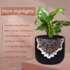 Peace Lily In Black Mandala Pot
