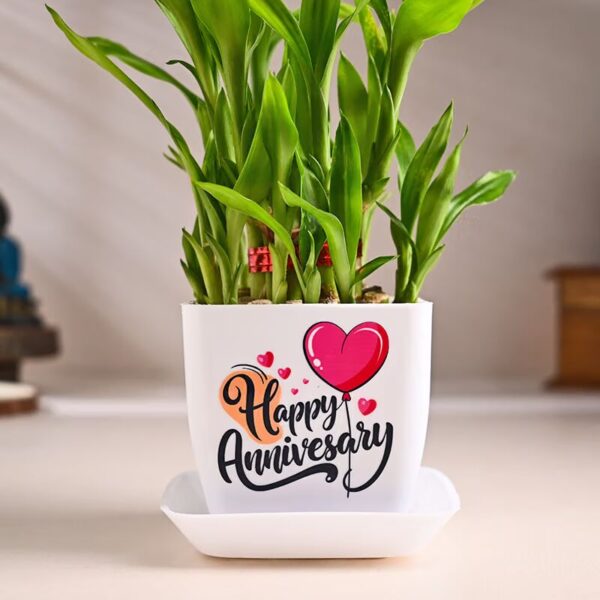 Lucky Bamboo For Anniversary
