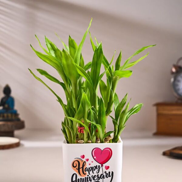 Lucky Bamboo For Anniversary