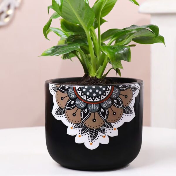 Peace Lily In Black Mandala Pot
