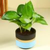 Money Plant In Blue Mist Terracotta Pot