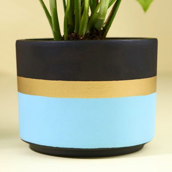 Money Plant In Blue Mist Terracotta Pot