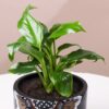 Peace Lily In Black Mandala Pot