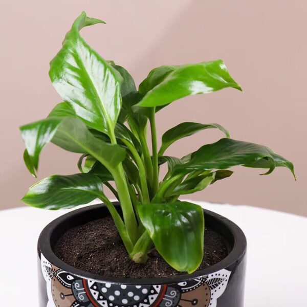 Peace Lily In Black Mandala Pot